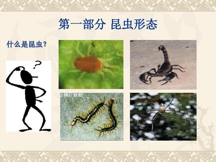 昆虫知识科普 - 昆虫有没有鼻子和耳朵