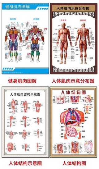 人体冷知识讲解视频；人体结构讲解教学视频