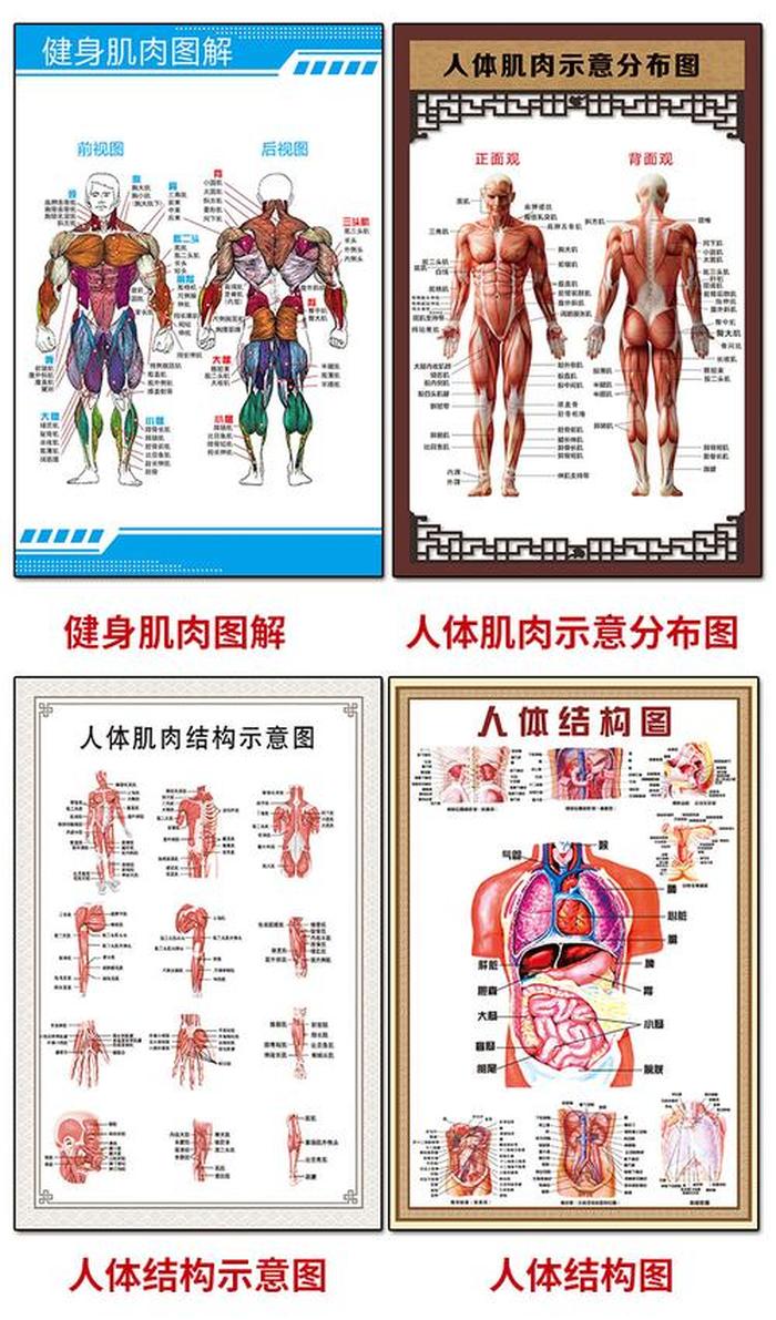 人体冷知识讲解视频；人体结构讲解教学视频