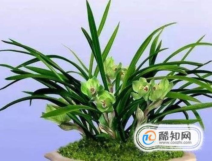 植物科普小知识幼儿园、兰花知识科普大全