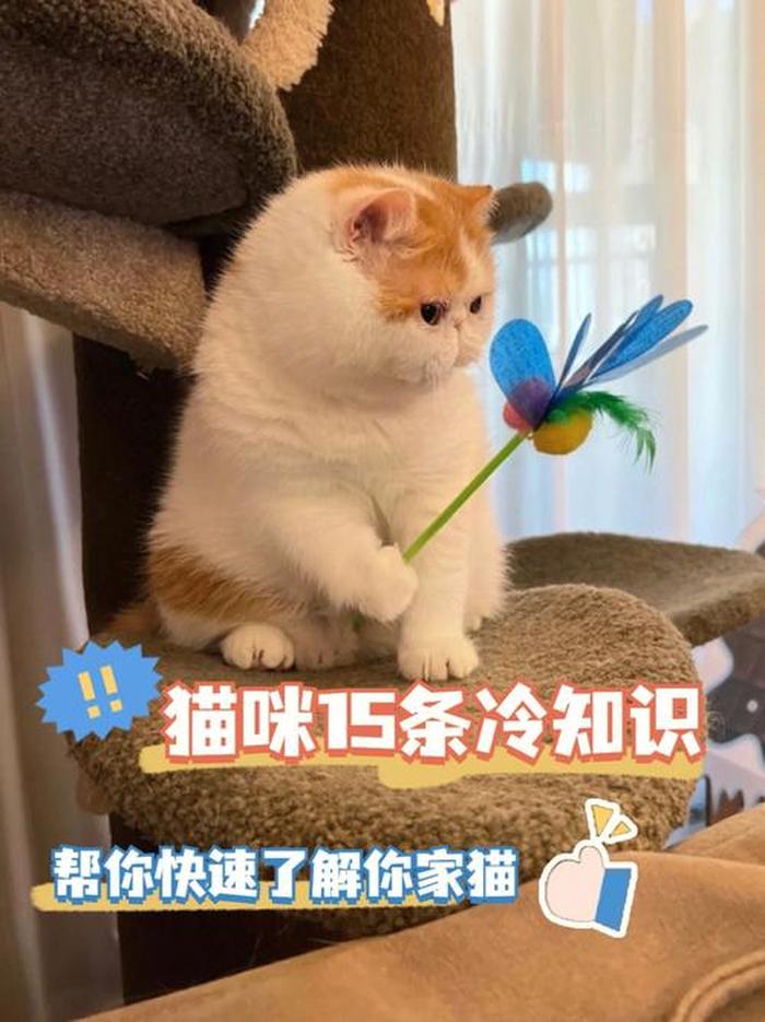 猫猫奇葩冷知识 - 猫咪最有趣的是