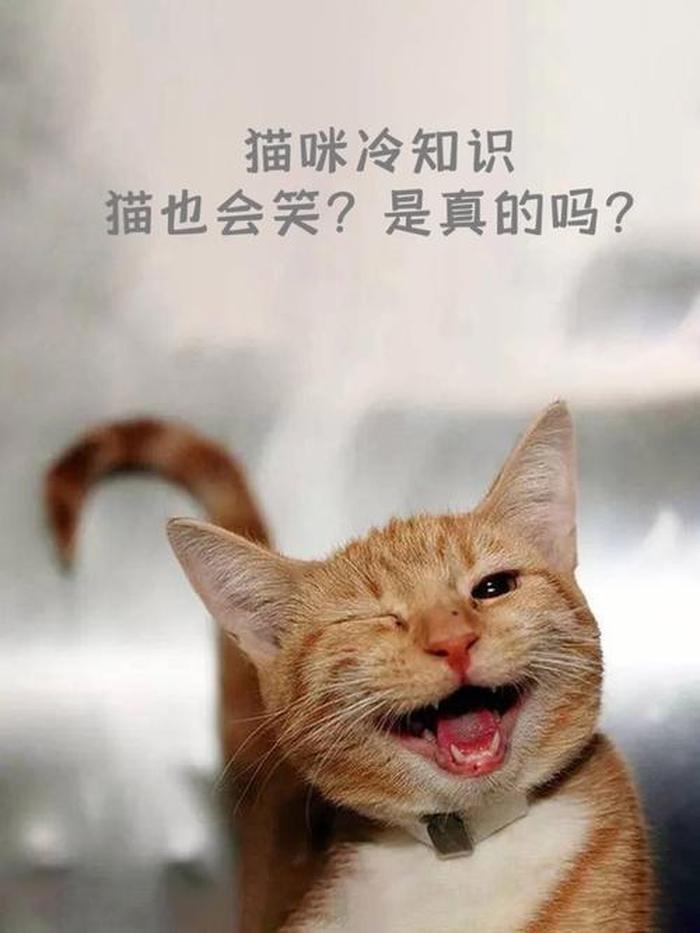 猫猫奇葩冷知识 - 猫咪最有趣的是