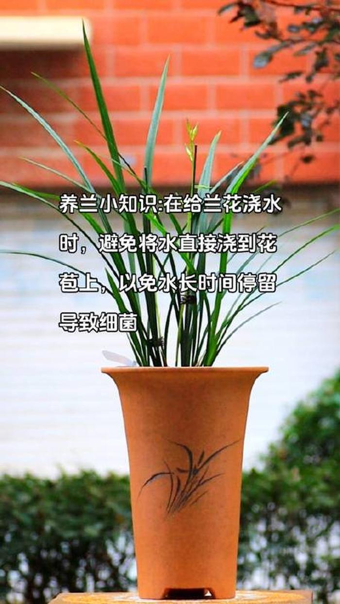 植物科普小知识幼儿园、兰花知识科普大全