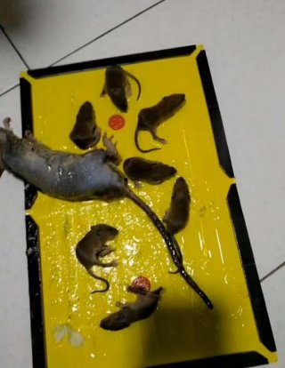日常生活小常识怎样消灭老鼠 家有老鼠怎么样才能消灭它呢