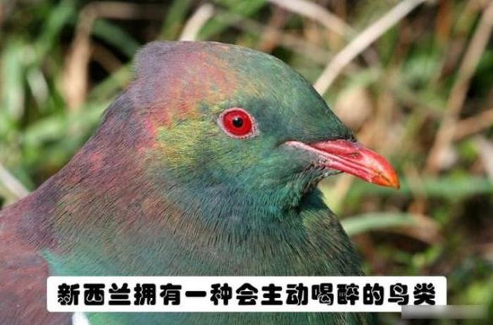 100个动物冷门知识 - 20个动物冷知识