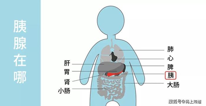 人体冷知识讲解视频；人体结构讲解教学视频