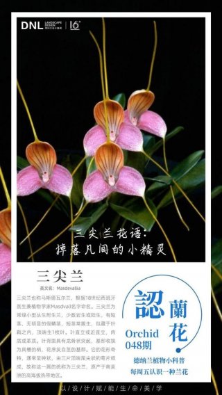 植物科普小知识幼儿园、兰花知识科普大全