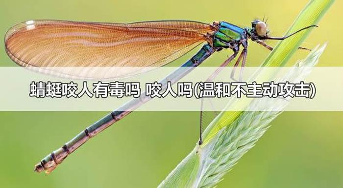 蜻蜓科学科普小知识；香山镜翠湖蚊子与蜻蜓科普