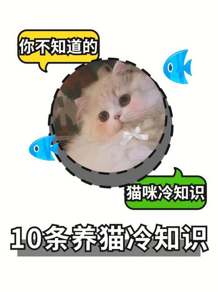 猫咪冷知识文案素材，有关猫咪所有常识