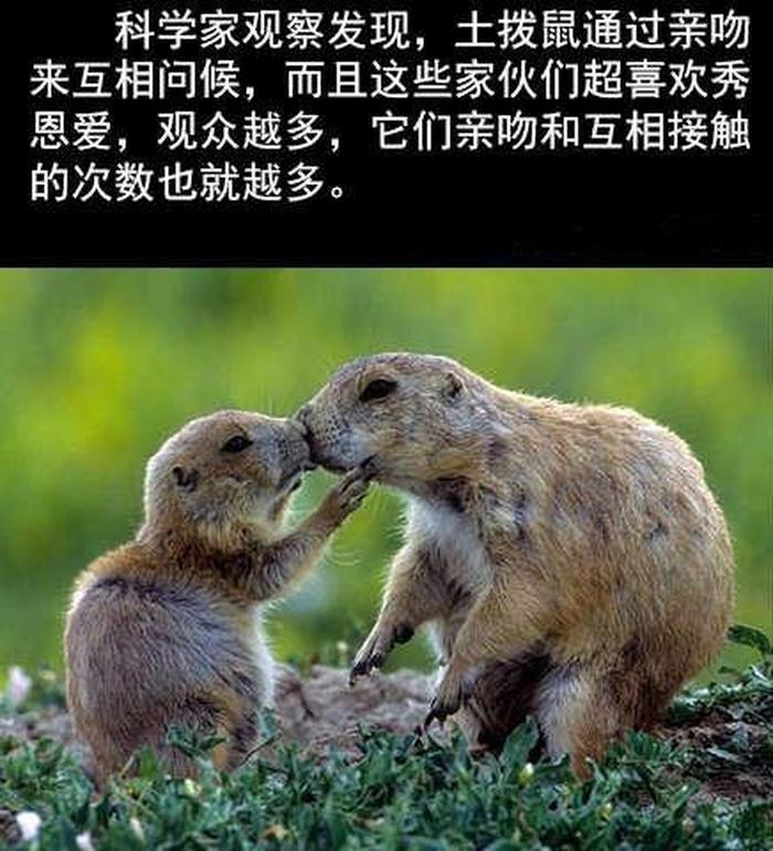 关于动物的冷知识儿童小故事；动物故事100篇