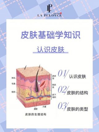 全部皮肤知识大全，脸部皮肤结构图解大全
