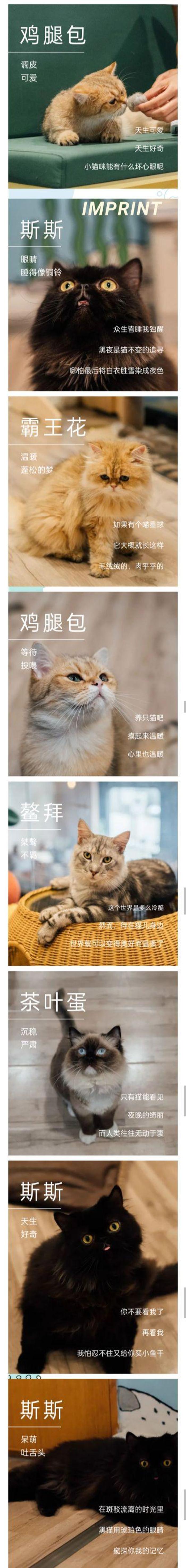 猫咪冷知识文案，猫咪迷惑行为文案