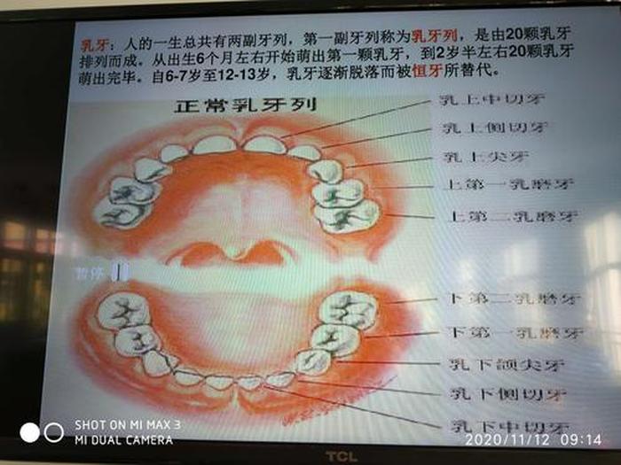 人为什么要换牙科普小知识；健康科普小知识