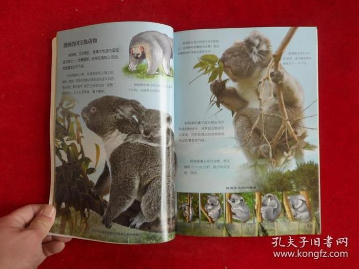 动物百科全书知识；动物百科全书图片