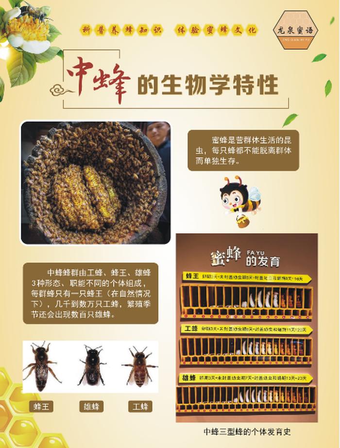 科普知识包括哪些内容 蜜蜂的生命周期