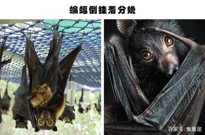 动物冷知识大全、盘点你不知道的动物冷知识