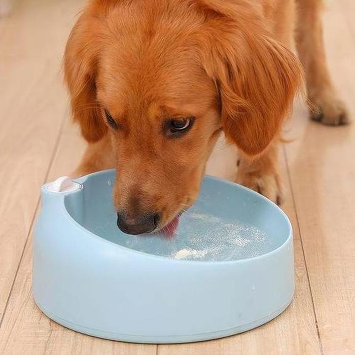 动物冷知识狗是怎样喝水的、你不知道的动物冷知识