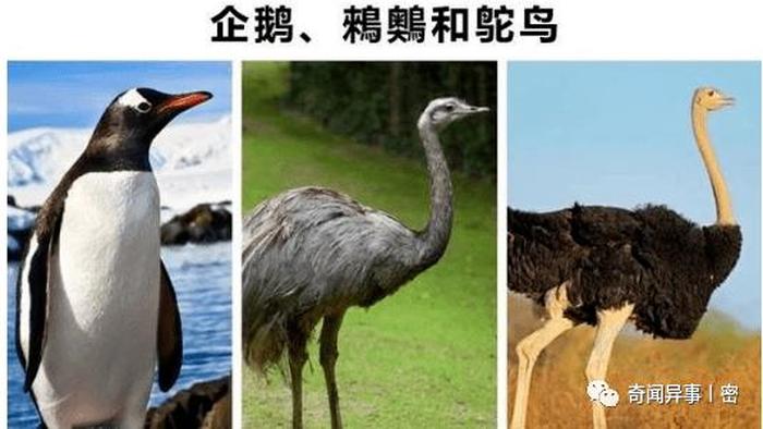 动物的冷知识搞笑大全 - 动物冷知识科普