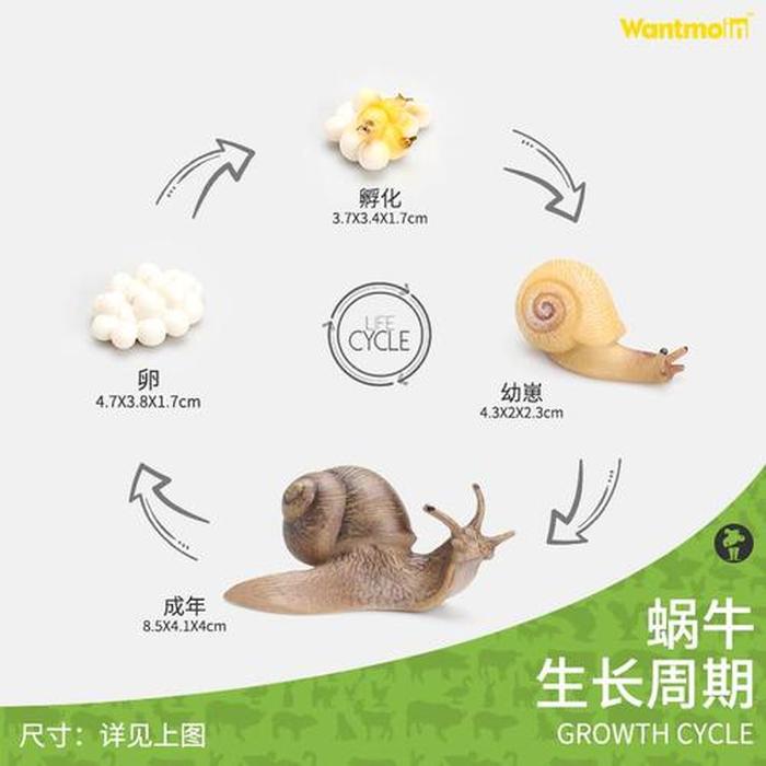 趣味科学小知识50、蜜蜂的生命周期