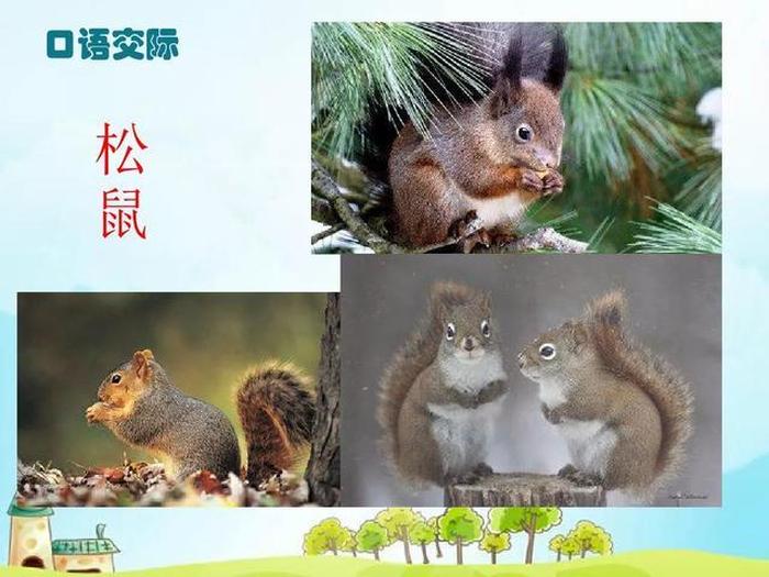有趣的动物科普小知识熊猫 猴子的有趣知识