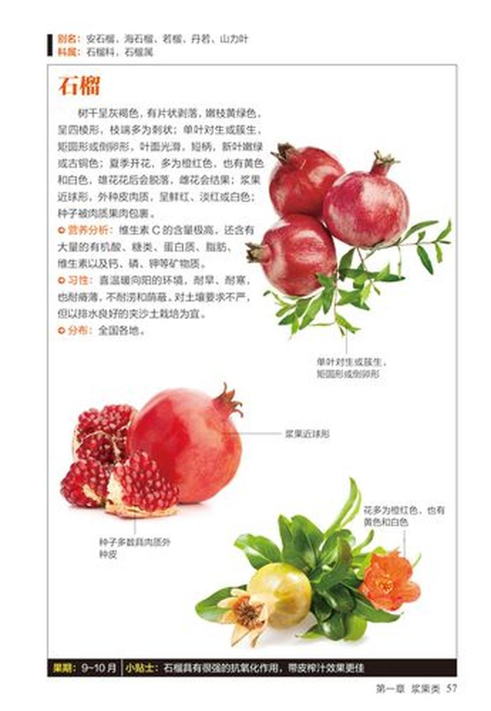 生活百科知识大全下载，水果百科知识大全