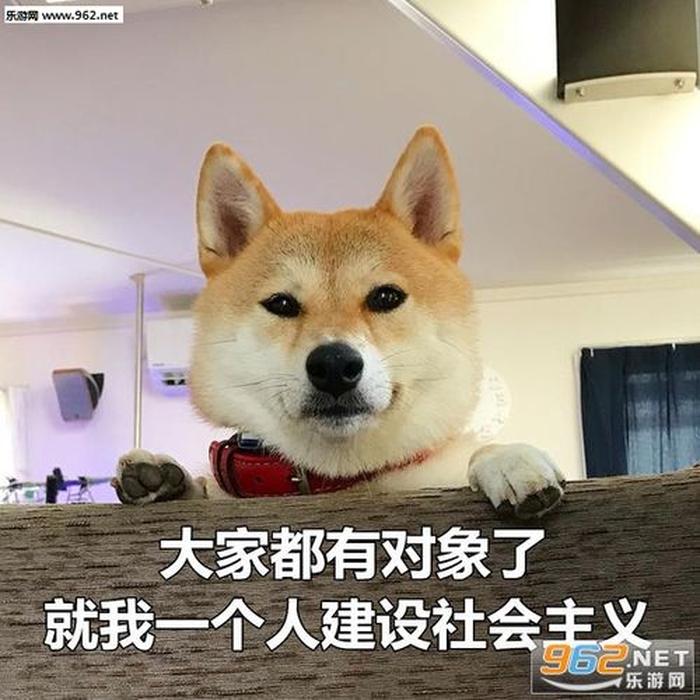 单身狗搞笑的冷知识；单身狗图片