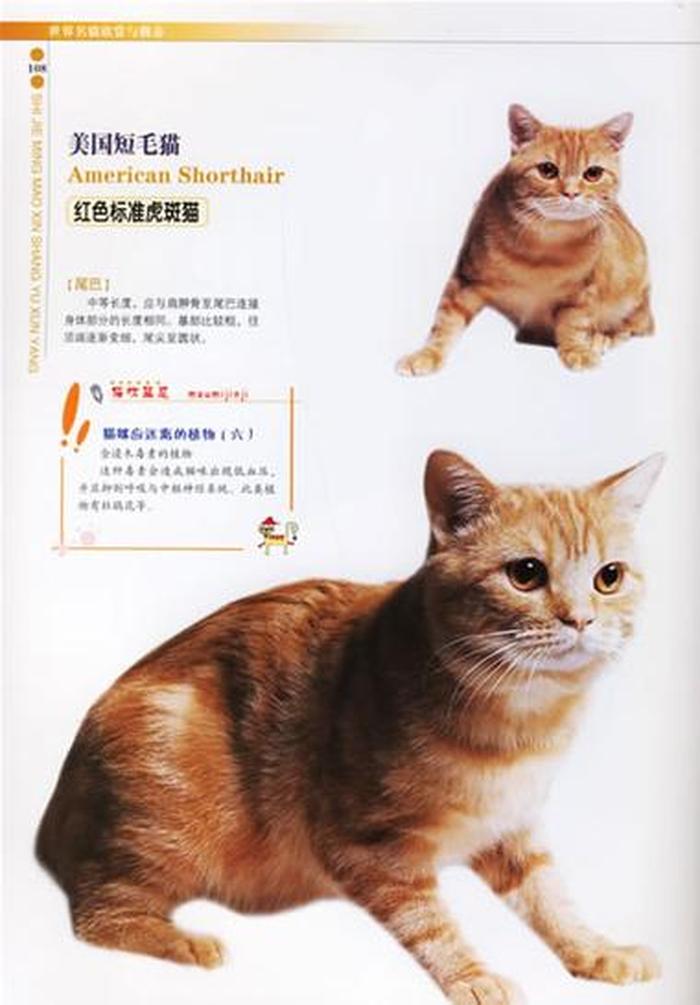 猫的百科知识介绍 猫百科知识大全