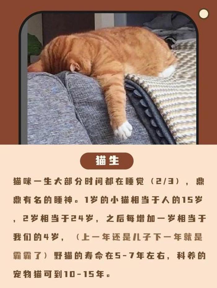 十万个奇葩冷知识最后的猫 一些冷知识