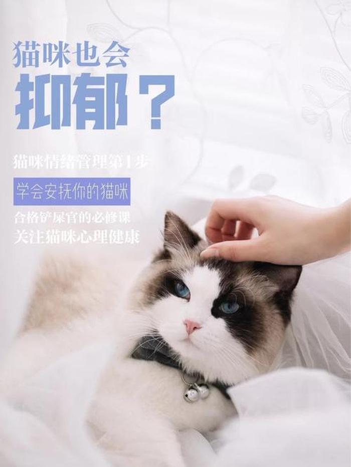 猫咪冷知识素材库，猫咪冷知识文案