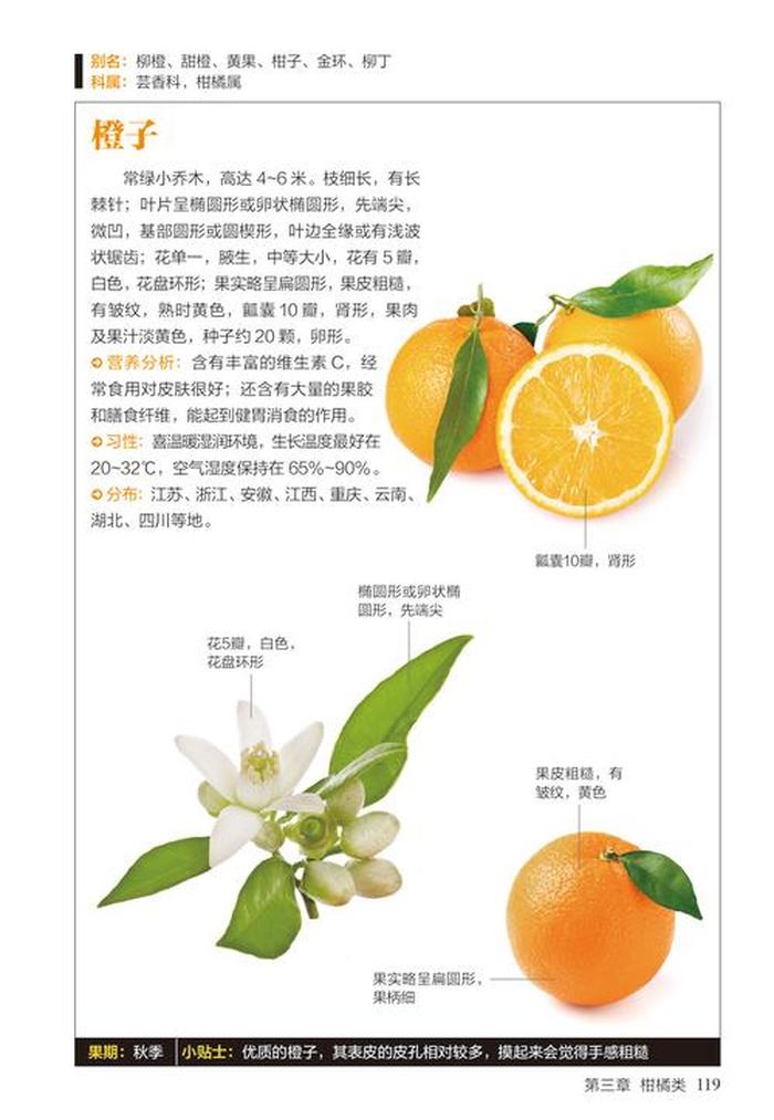 生活百科知识大全300字 - 水果百科知识大全