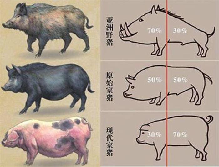 猪的科普冷知识；有用冷知识