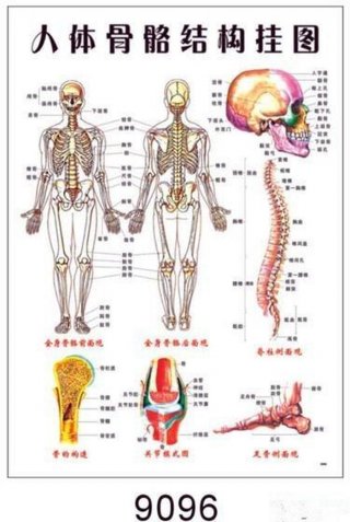 人类结构基础知识；人体构造基本常识