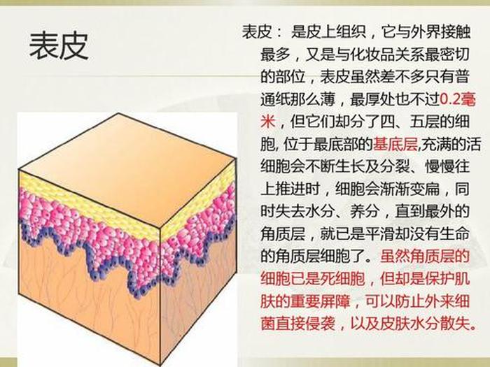 全部皮肤知识大全，脸部皮肤结构图解大全