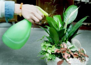浇花生活小妙招100条、什么水浇花最好