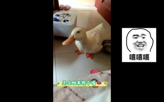 幽默冷知识大鹅 - 大鹅的视频大全搞笑