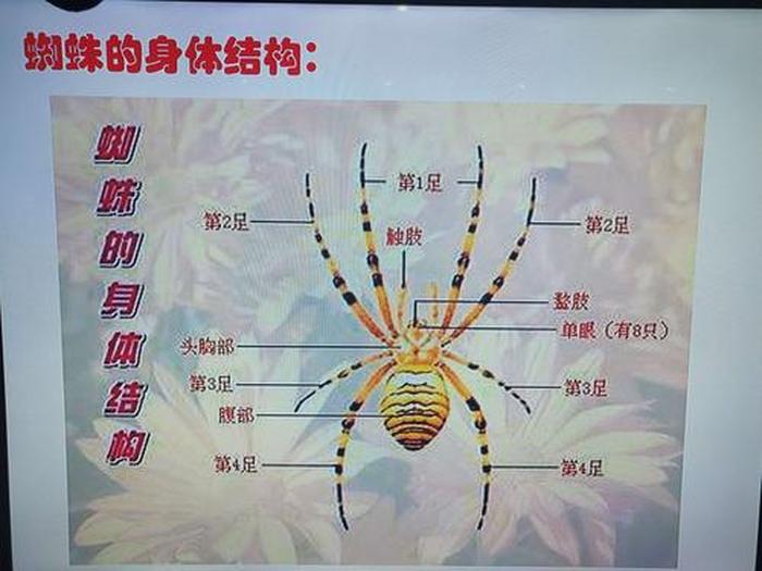 蜘蛛知识卡片怎么写；关于蜘蛛的手抄报模板