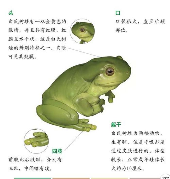 树蛙有哪些有趣的科普冷知识 - 一些有趣的生活冷知识