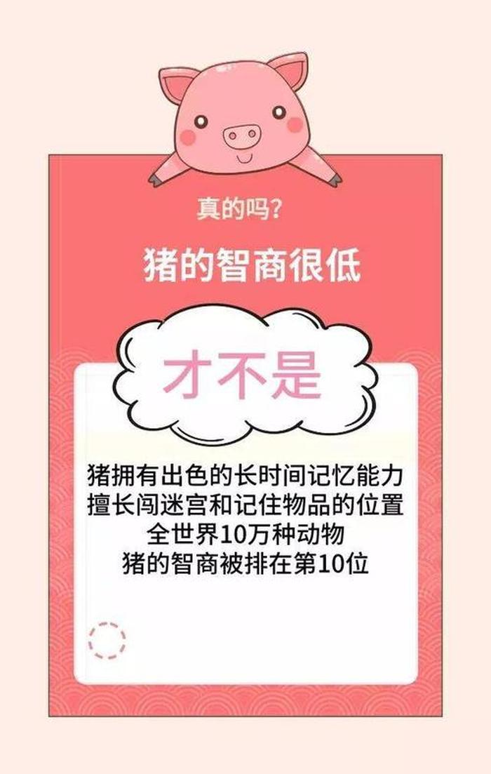 猪的科普冷知识；有用冷知识