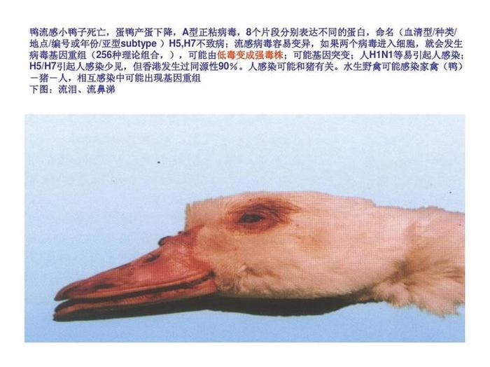鸭子常见病百科知识 - 鸭常见病的诊断与治疗