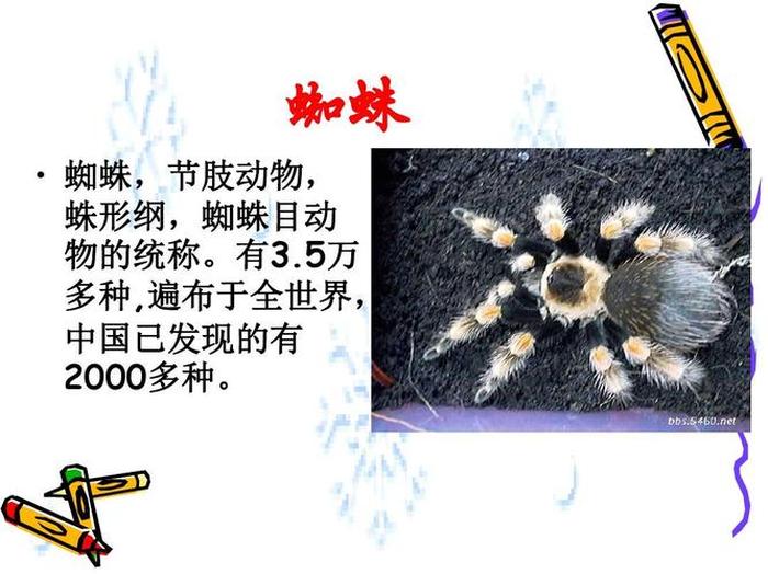蜘蛛知识卡片怎么写；关于蜘蛛的手抄报模板