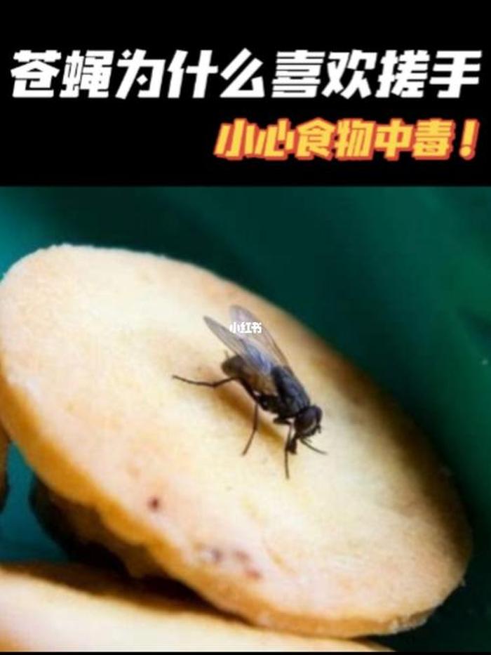 冷知识科普苍蝇、有趣的冷知识