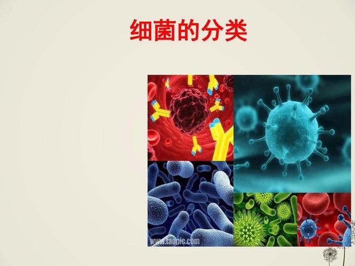 健康科普知识大全生活中的细菌 - 细菌世界小知识