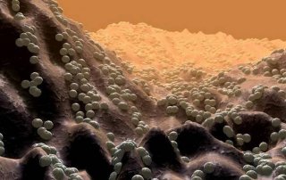 有趣微生物的冷门知识；有趣的生物冷知识