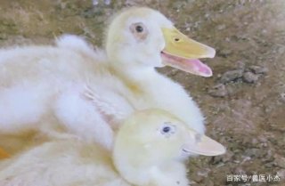 鸭子常见病百科知识 - 鸭常见病的诊断与治疗