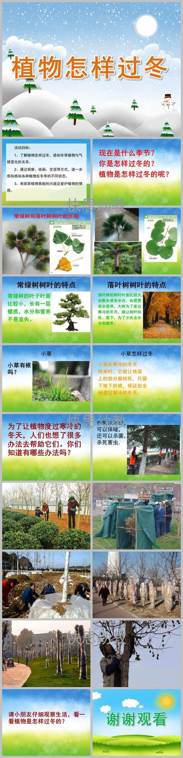 植物科普小知识PPT - 科普知识PPT比赛课件