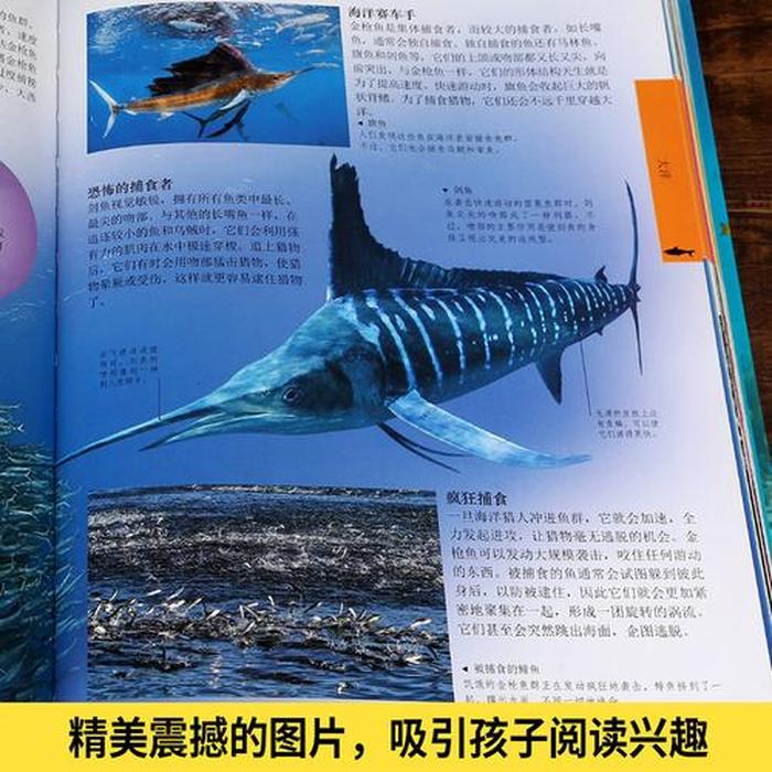 幼儿海洋百科常识1000题；海洋生物知识大全