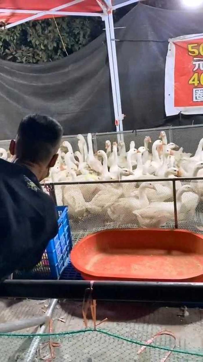 幽默冷知识大鹅 - 大鹅的视频大全搞笑
