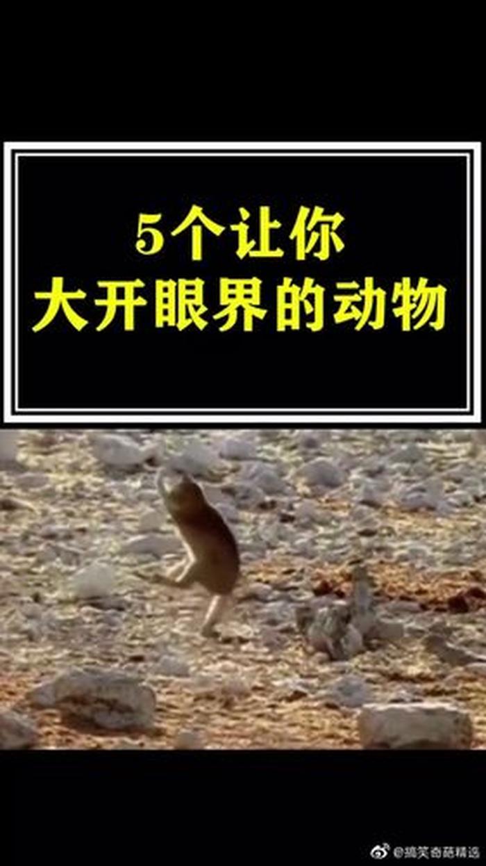 有趣的动物冷知识，关于动物的小知识