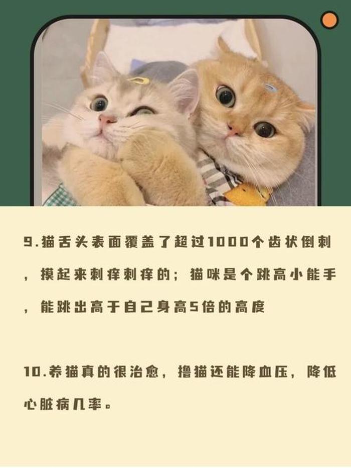 猫咪冷知识素材库，猫咪冷知识文案