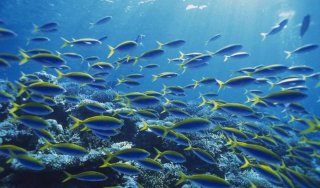 海底动物百科知识大全 海底生物